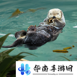 野兽领主新世界异兽图鉴