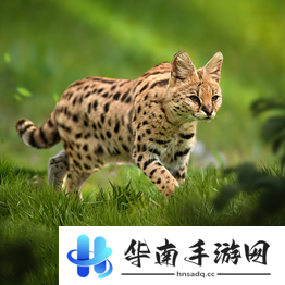 野兽领主新世界异兽图鉴