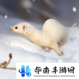 野兽领主新世界异兽图鉴