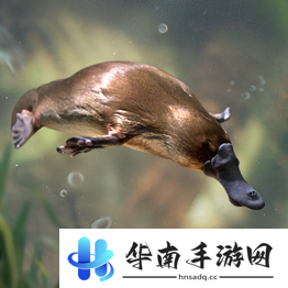 野兽领主新世界异兽图鉴