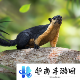 野兽领主新世界异兽图鉴