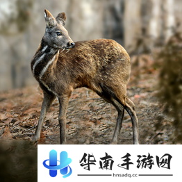 野兽领主新世界异兽图鉴