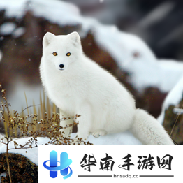 野兽领主新世界异兽图鉴