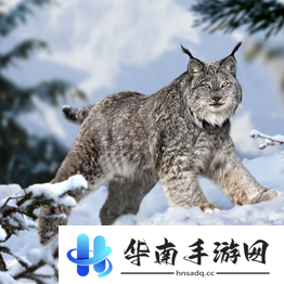 野兽领主新世界异兽图鉴