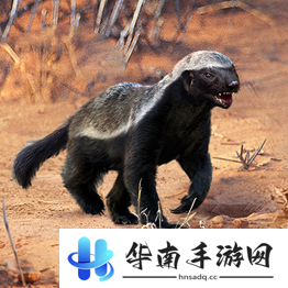 野兽领主新世界异兽图鉴