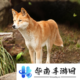 野兽领主新世界异兽图鉴